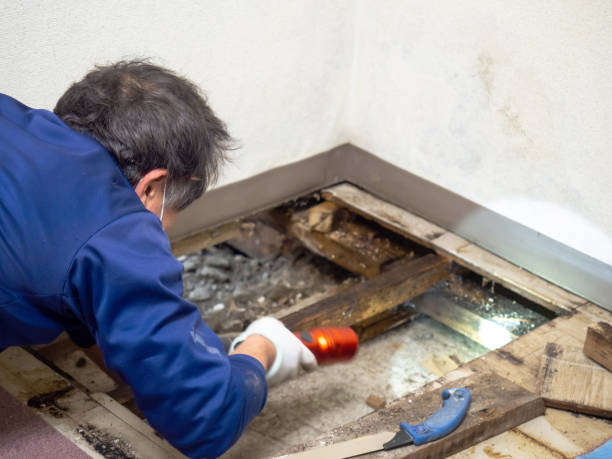 Best Crawl Space Mold Remediation in Silver Lake, KS