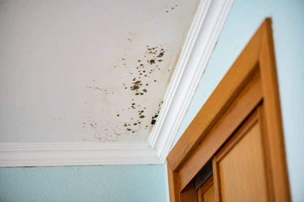 Professional Mold Remediation in Silver Lake, KS