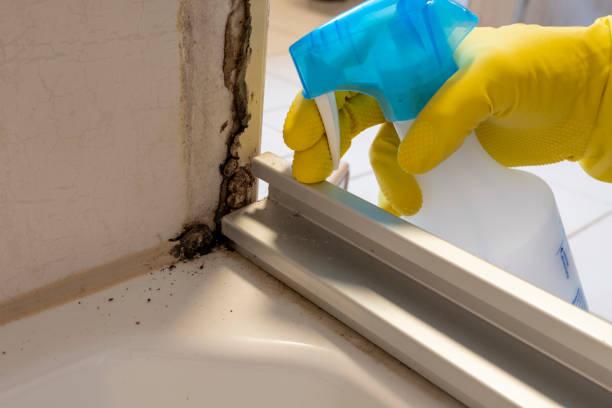 Best Residential Mold Remediation in Silver Lake, KS