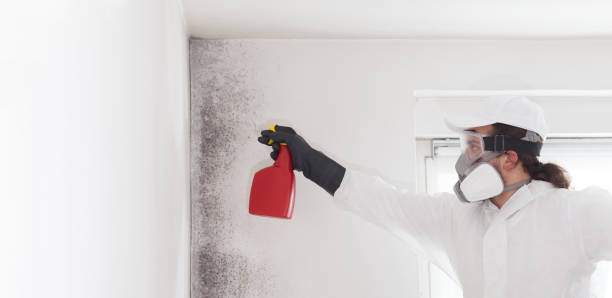 Best Preventive Mold Services in Silver Lake, KS