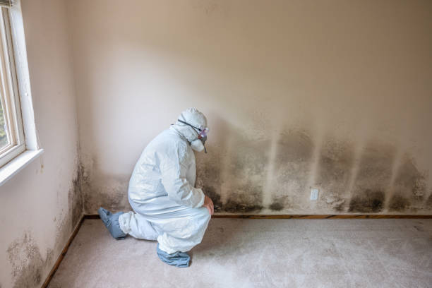 Best Kitchen Mold Remediation in Silver Lake, KS